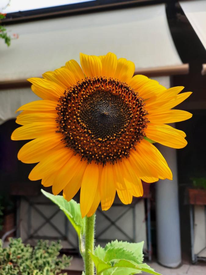 Click image for larger version

Name:	Sunflowers.jpg
Views:	0
Size:	74.1 KB
ID:	244