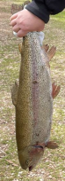 Click image for larger version

Name:	trotagrossa1.png
Views:	3
Size:	295.8 KB
ID:	165